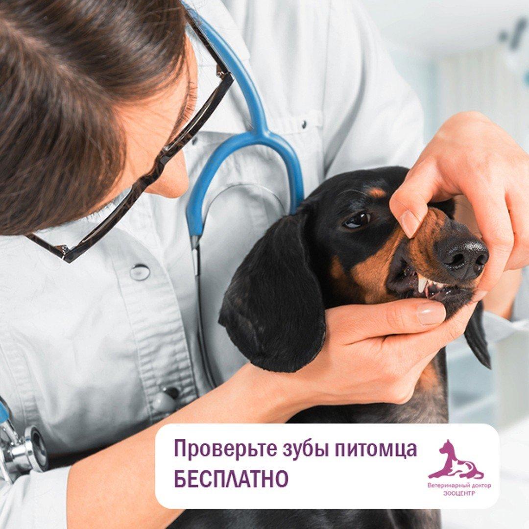 Доктор Вет Интернет Магазин Минск