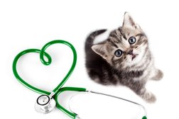 Ветеринарная аптека в Жетысуском районе, с рейтингом 3 - находится по адресу Алматы, Райымбека проспект, 221а/4 