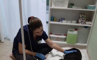 фотография работы ветеринара Елизаветы Валериевны Смирновой
