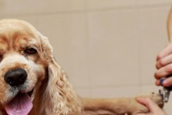 Ветеринарная клиника Вэйси, с рейтингом 3.5 - находится по адресу Калужская область, Обнинск, проспект Ленина, 137 к4 