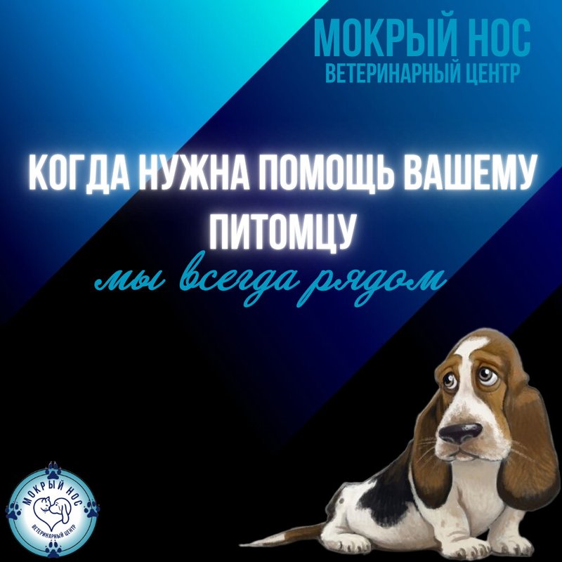 фотография Ветеринарного центра Мокрый нос на Краснобогатырской улице, д13 стр 3