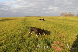 Питомник Алво Росс, с рейтингом 3.8 - находится по адресу Московская область, Юсупово 