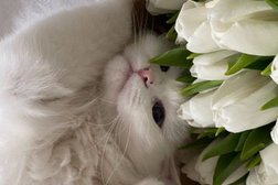 Салон для животных Groom, с рейтингом 2 - находится по адресу Тула, улица Лейтейзена, 5 