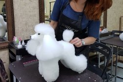 Зоосалон Стиляги, с рейтингом 2.5 - находится по адресу Владивосток, Русская улица, 72в 