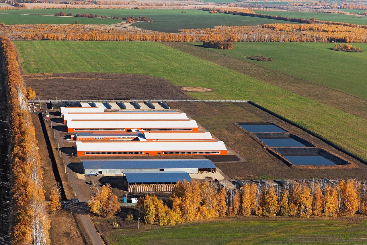 декоративный подсолнечник дабл делайт. лебедянь липецк агрофирма. семена партнер. кримм упорово. агрофирма 4.