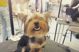 Выездная ветеринарная служба АКУНА МАТАТА, с рейтингом 3.7 - находится по адресу Тюменская область, Тюмень 