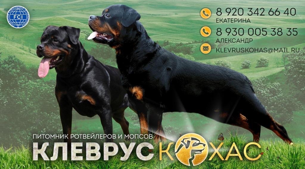 Питомник Поиск Официальный Сайт Интернет Магазин