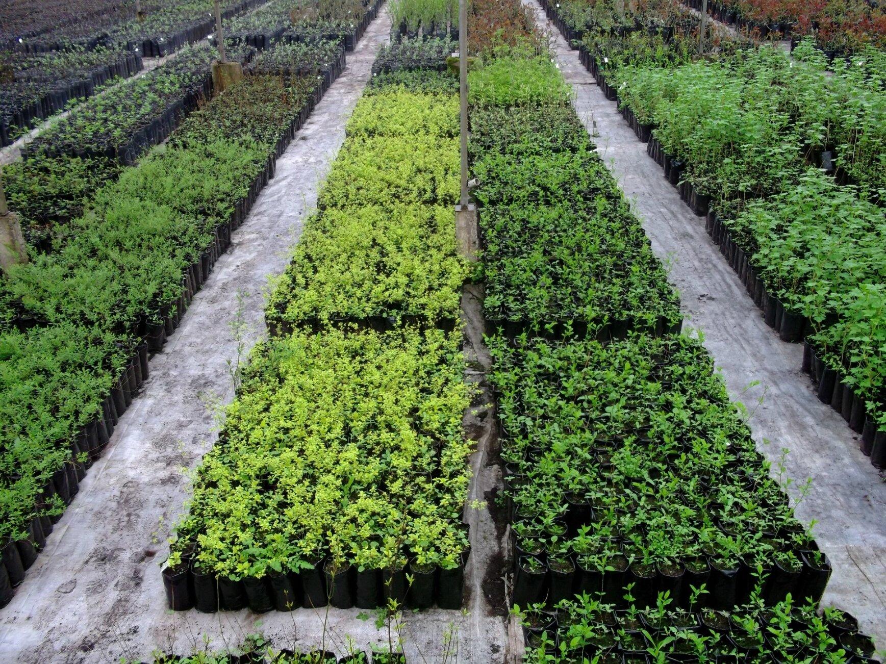 Ижевский плодопитомник в Медведево в Ижевске - отзывы, фото, каталог ...