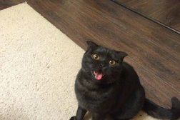 Ветеринарная скорая помощь, с рейтингом 2.7 - находится по адресу Кемеровская область — Кузбасс, Кемерово, бульвар им. академика Леонида Барбараша, 1Б 