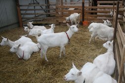 Республиканская Козья Ферма, с рейтингом 4.2 - находится по адресу Алматы, Наурызбайский район, Акжар, улица Куртка, 14 