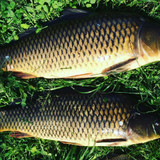 фотография Золотая рыбка