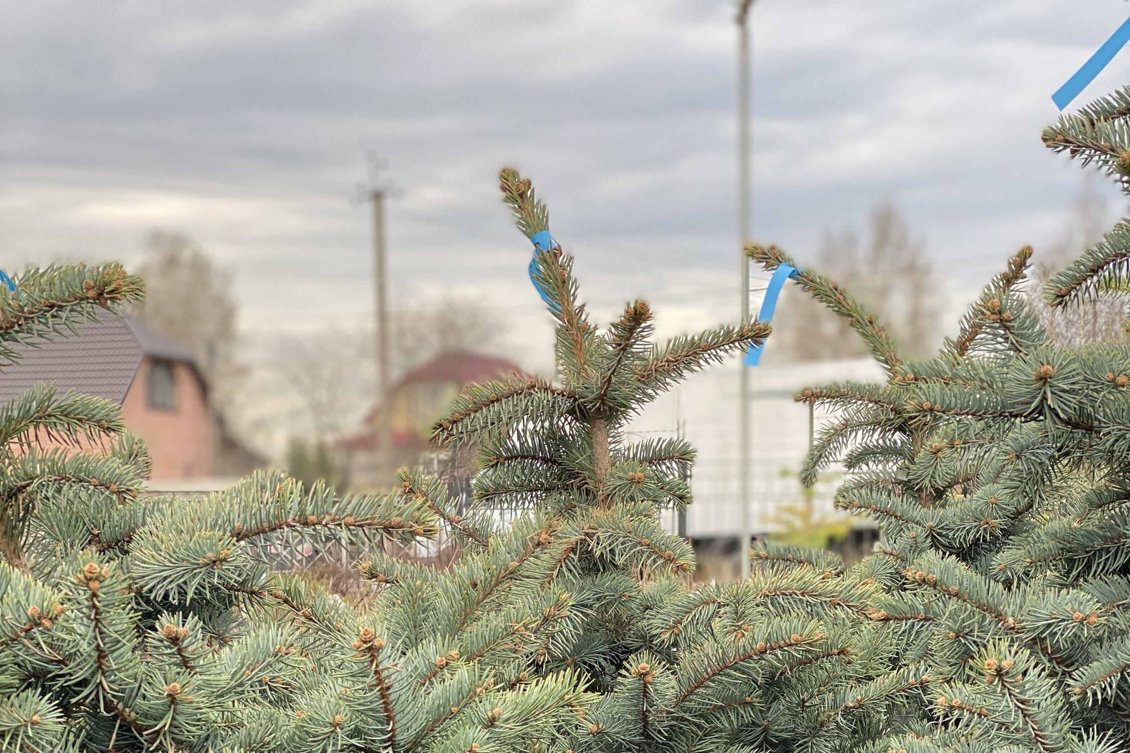 мебель лига городской поселок янино 1 шоссейная улица 50а 4