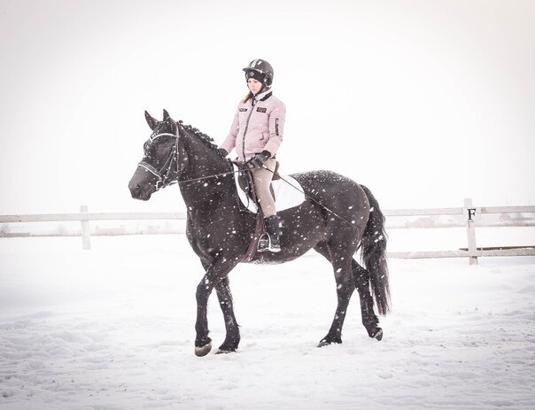 Конюшня в анненках калуга. Конная прогулка. Конный клуб horse. Конный клуб феникс. Сивка конный клуб.
