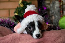 Служба ветеринарной помощи ZooДоктор, с рейтингом 3.5 - находится по адресу Брянск, улица Молодой Гвардии, 41Б 