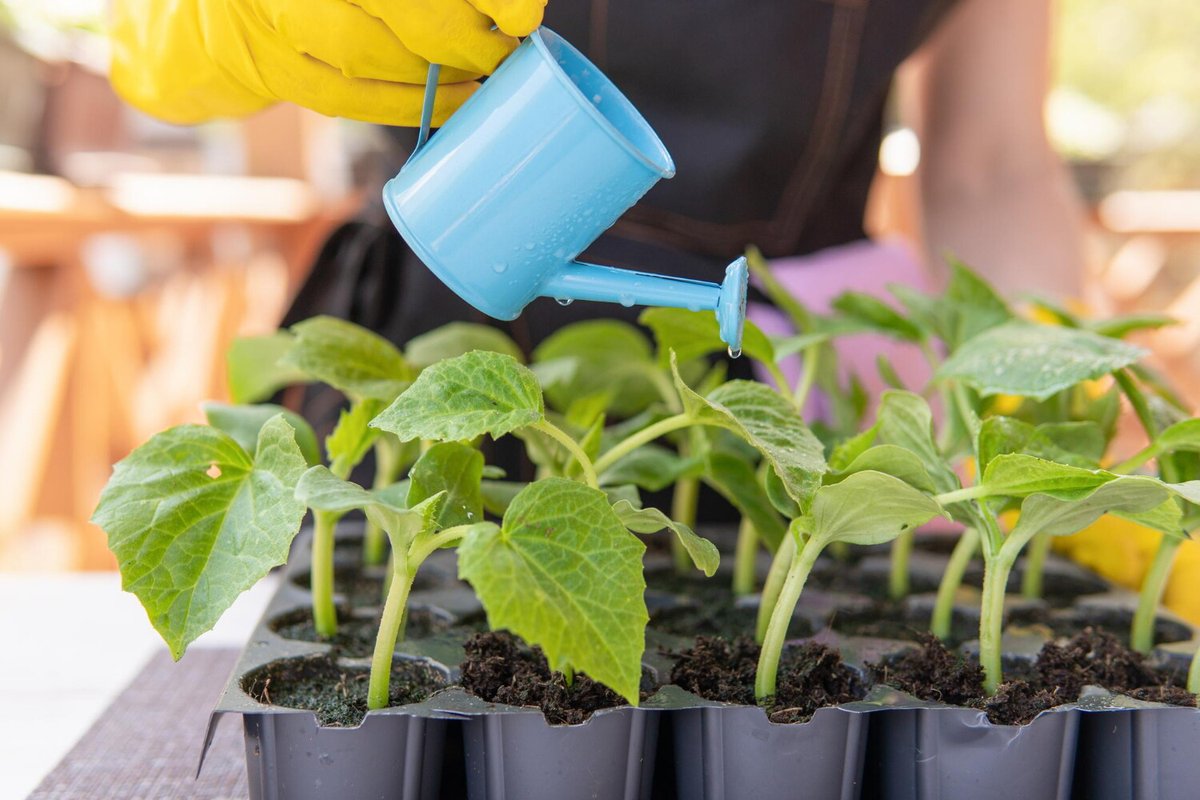 Полив рассады