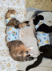 Ветеринар Елена Александровна Имайкина