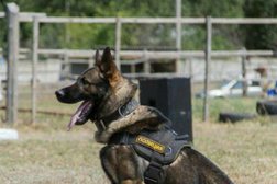 Центр дрессировки собак Альфа К9, с рейтингом 3.1 - находится по адресу Санкт-Петербург 