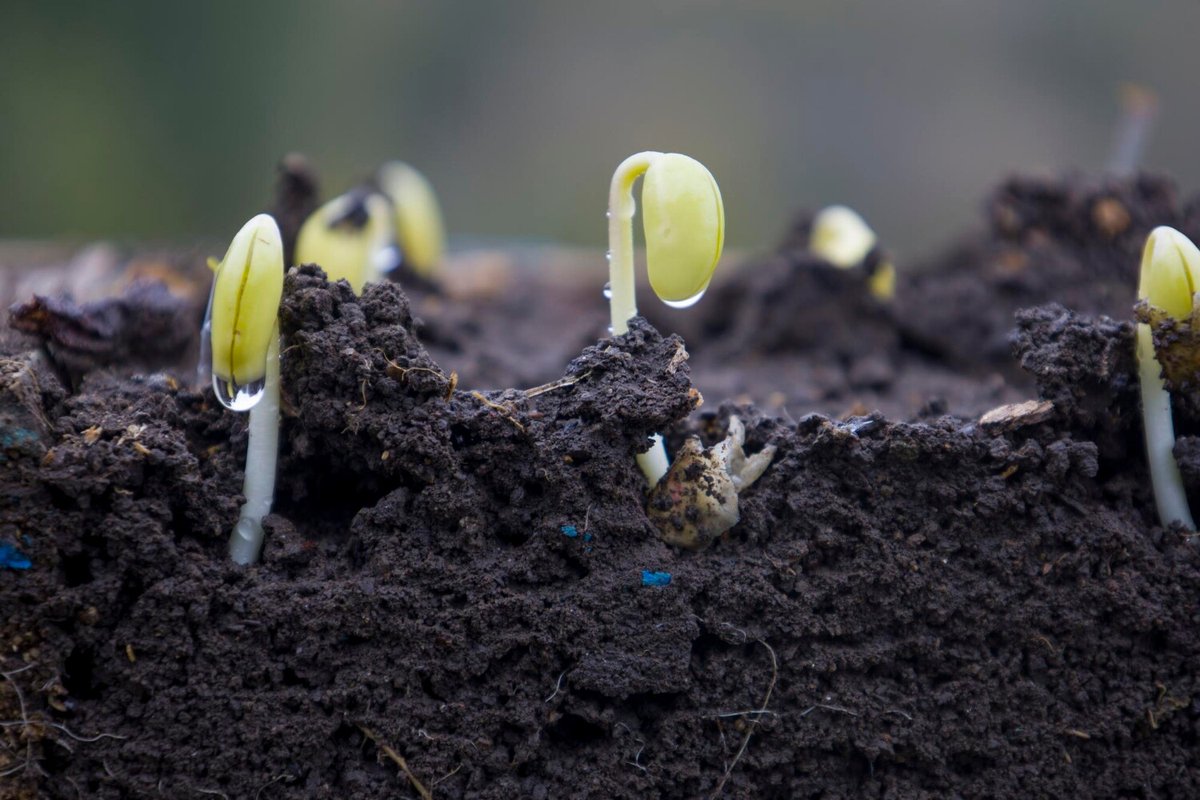 Сроки прорастания семян