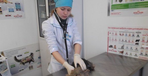 Чем отмыть зеленку с линолеума эффективные способы без ущерба для внешнего вида покрытия 46 Чем отмыть зеленку с линолеума эффективные способы без ущерба для внешнего вида покрытия 43