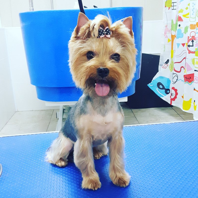 Приведи друга – Акция 🌟 в Зоопарикмахерской Стрижка собак и кошек на ...