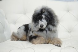 Груминг-салон Стильный пудель, с рейтингом 3.6 - находится по адресу Тамбов, улица Куйбышева, 2 