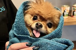 Зоосалон BoolDog, с рейтингом 4.5 - находится по адресу Санкт-Петербург, Пискарёвский проспект, 1 