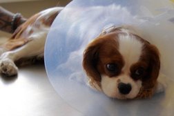 Зоосалон Дог-Центр, с рейтингом 3.9 - находится по адресу Волгоград, проспект имени В.И. Ленина, 141 