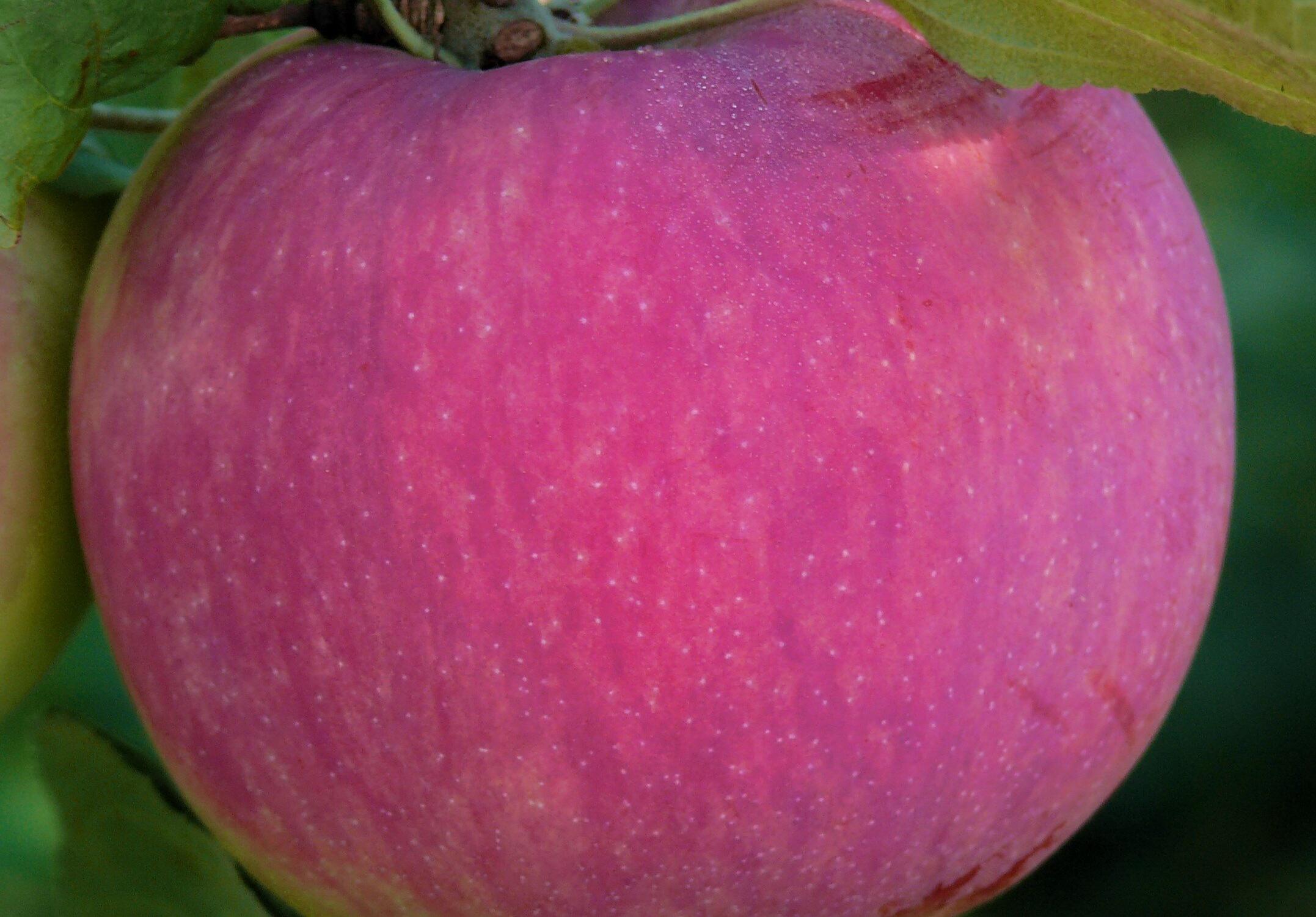 краса свердловска яблоня фото