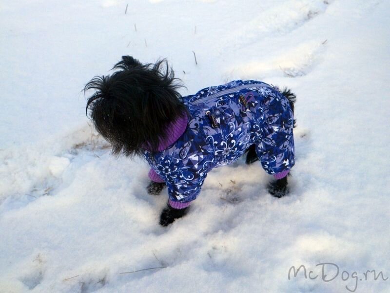 фотография Интернет-магазина одежды для собак McDog