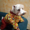 фото от пользователя Ирина в отзыве о интернет-магазине одежды для собак McDog