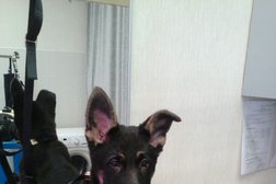 Зоосалон Lady Dog, с рейтингом 4.2 - находится по адресу Калуга, улица Суворова, 186 