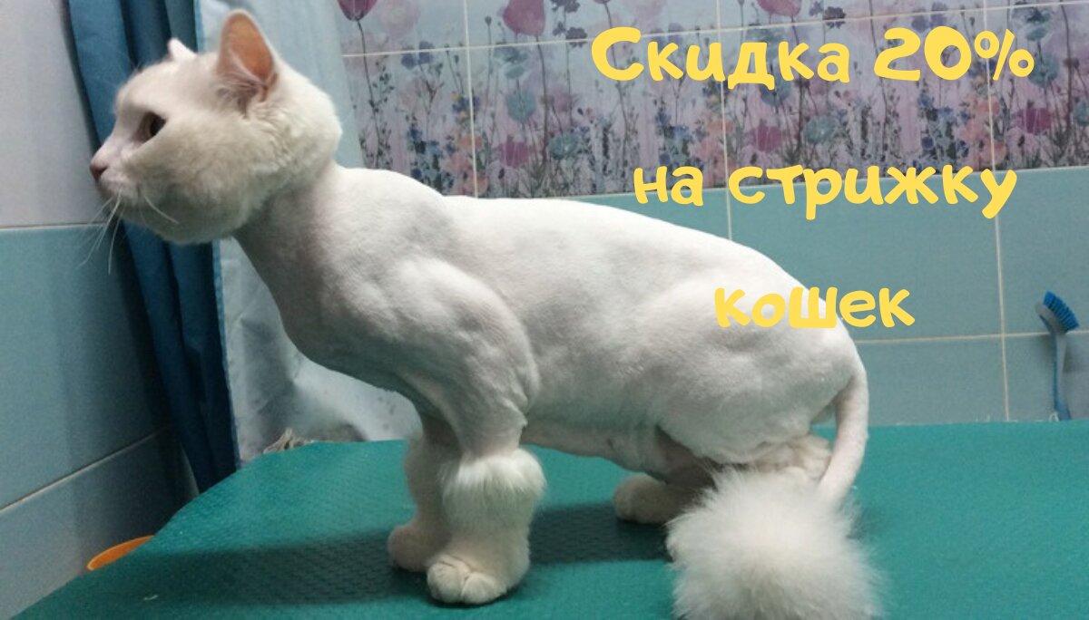 Стрижка кошек в красноармейске московской области