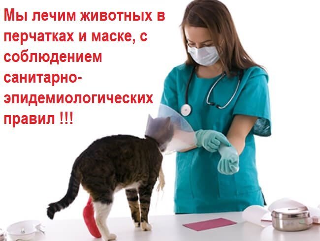 фотография Выездной службы ветеринарной помощи НЕОТЛОЖКА на проспекте Ленина
