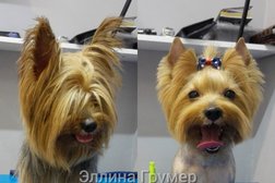 Груминг-кабинет для собак Moddog, с рейтингом 3.7 - находится по адресу Красноярск, Комсомольский проспект, 17 