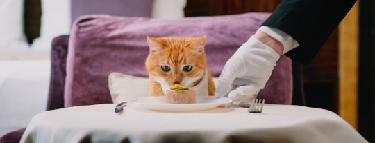 Чем кормить кошку: натуральное питание, сухой и влажный корм — плюсы и минусы