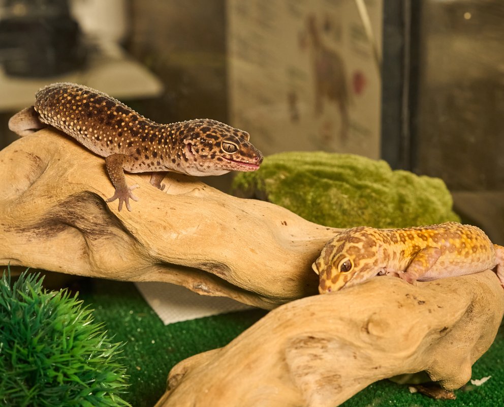 Белый Буль, ветеринарная клиника на бульваре Дмитрия Донского в Москве ...