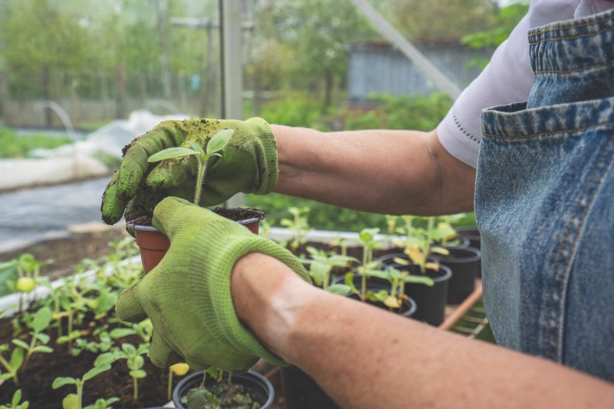 Пикировка рассады