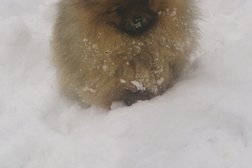 Кинологический питомник Иль Дан, с рейтингом 4.5 - находится по адресу Алматы, Тобаякова, 31 