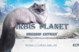 Питомник кошек Планета Барсов, с рейтингом 5 - находится по адресу Кострома 