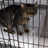 фото от пользователя Ольга в отзыве о ветеринарной клинике ВетХаус на Воскресенском бульваре, 3а