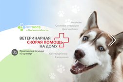Ветеринарная служба Vetdocs, с рейтингом 4.9 - находится по адресу Московская область, Одинцовский городской округ, деревня Барвиха, 85/1 