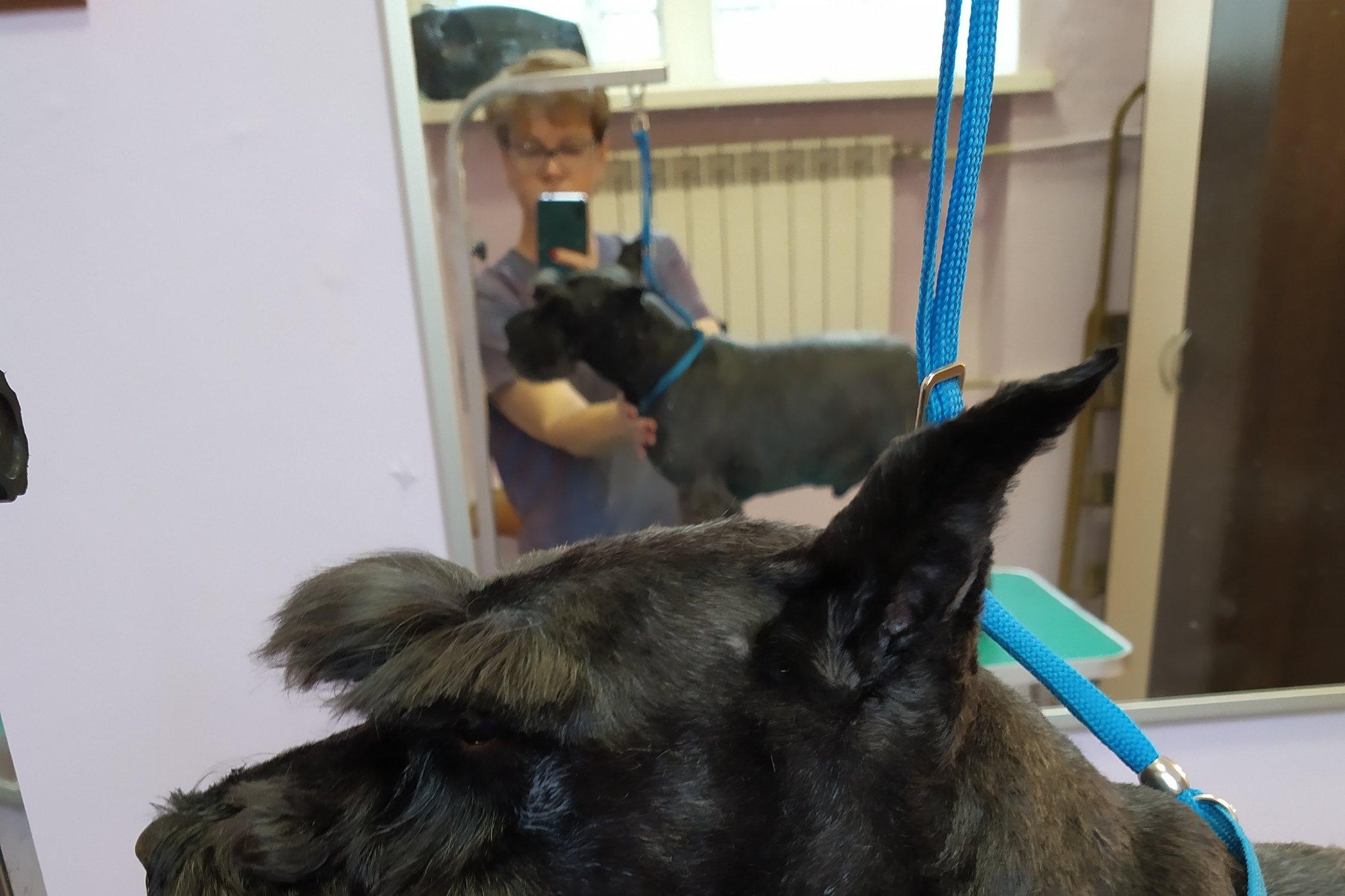 Груминг в щелково. Wanna grooming щелково. , 4, москва фото. Груминг брянск. Груминг в щелково.