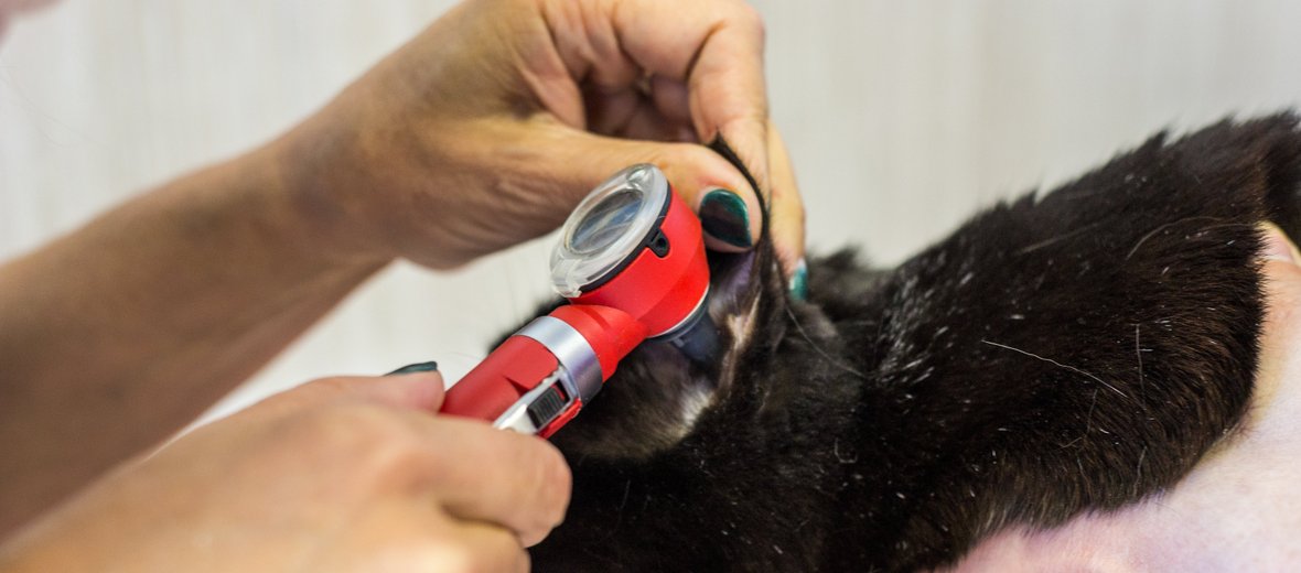 Как подстричь когти игуане