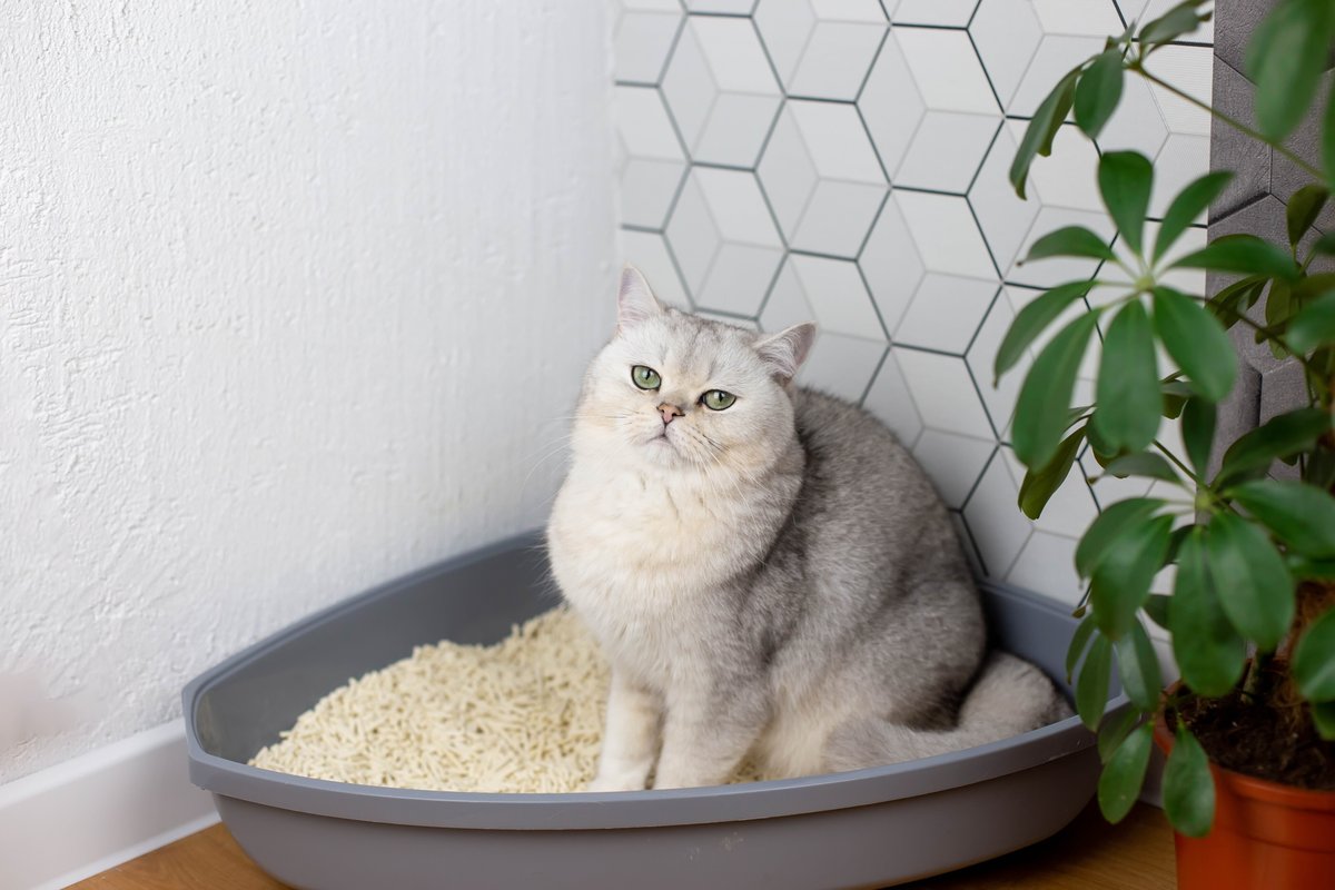 Кошка в лотке