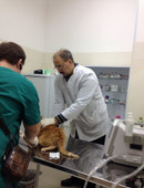 Николенко Николай Владимирович