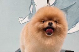 Груминг-салон Hot Dog, с рейтингом 4.9 - находится по адресу Нижний Новгород, проспект Ленина, 44Г 