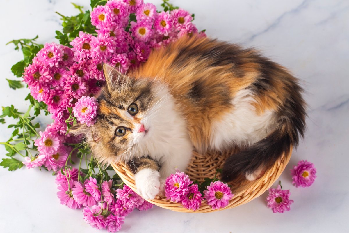 Фото трёхцветной кошки