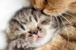 Выездная ветеринарная клиника Зоомир, с рейтингом 5 - находится по адресу Саратов, улица имени С.П. Лисина, 1 