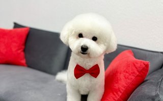 фотография работы ветеринара Ольги Туевой