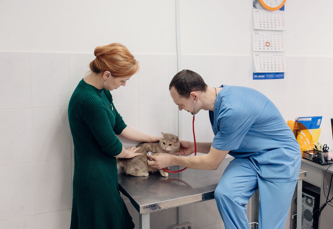 ИнноВет, центр ветеринарных услуг на улице Чкалова в Томске - отзывы ...